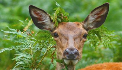Ultrasonic Eye Muscle Measurements in Deer.